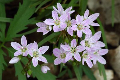 Fleeting Ephemerals