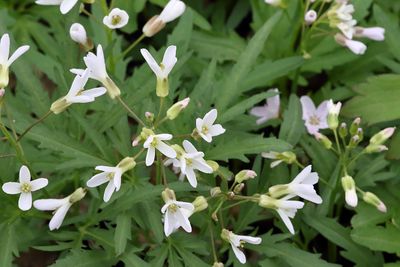 White Wildflowers