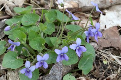 Flowers in the Forest