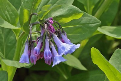 Bells in Bloom