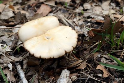 Forest Fungi