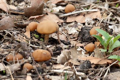 Fungi, Non-Flowering and Other Plants