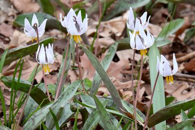 Forest Flowers