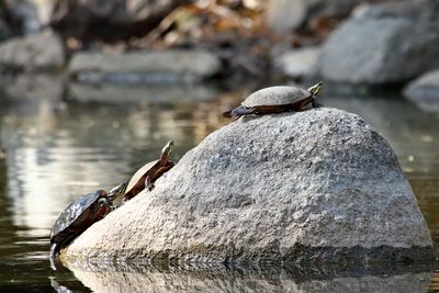 Reptiles and Amphibians