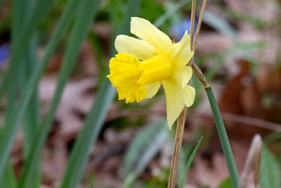 Shades of Yellow