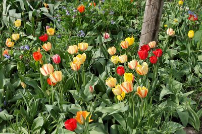 Spring Tulips
