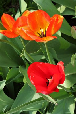 Two Tulips