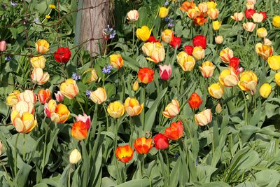 A Spring Thing