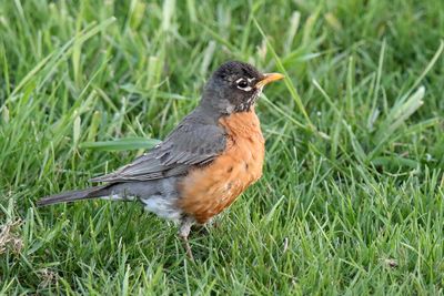Perching, Song and Other Birds