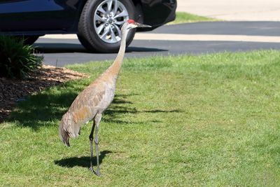 Neighborhood Stroll