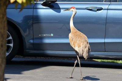 Hybrid not Hybird