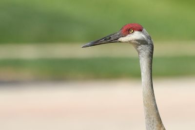 Cranes, Herons, Egrets and Other Shorebirds