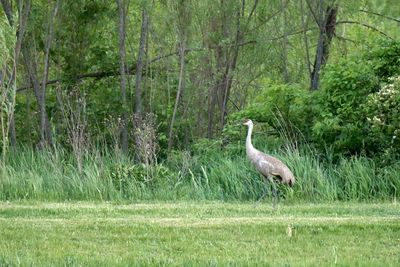 Cranes, Herons, Egrets and Other Shorebirds