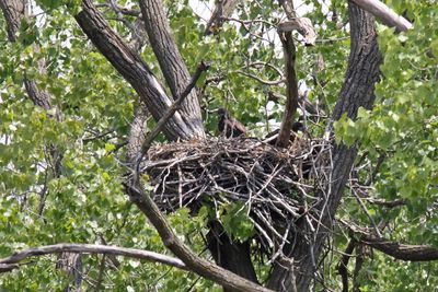 Growing Up Eagle