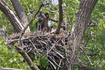 Eagles, Hawks, Osprey, Falcons and Vultures