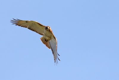 Eagles, Hawks, Osprey, Falcons and Vultures