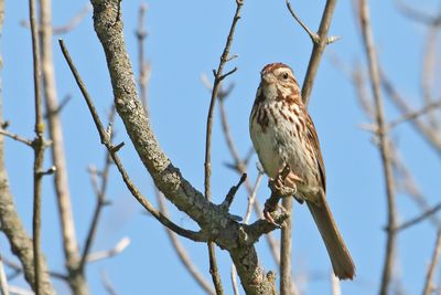 Perching, Song and Other Birds