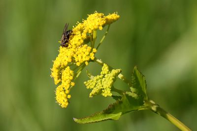 Fly on a Flower