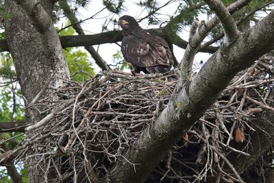 Growing Up Bald Eagle