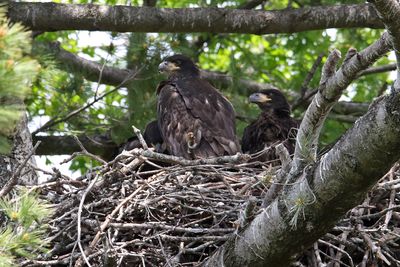 Three Eaglets