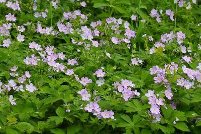 Forest Flowers