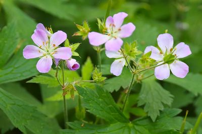 Pale Purple