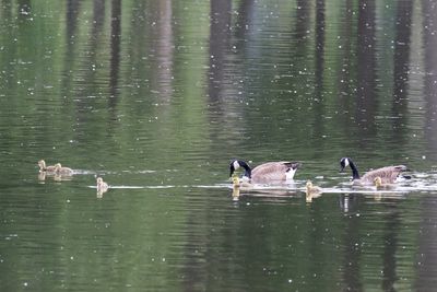 Ducks, Geese, Swans and Pelicans