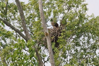 Hidden Hawks
