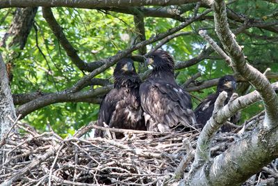 Big Babies