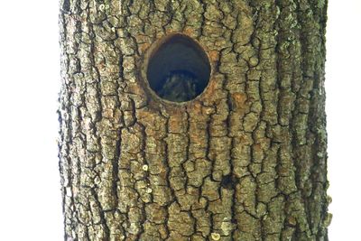 At Home in a Hole