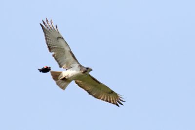 Eagles, Hawks, Osprey, Falcons and Vultures