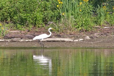 Cranes, Herons, Egrets and Other Shorebirds