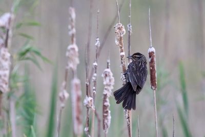 Perching, Song and Other Birds
