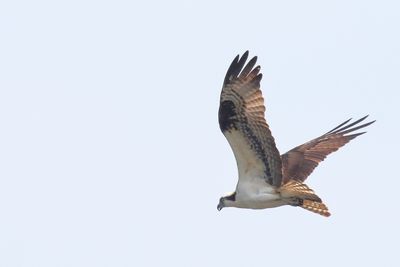 Fish Hawk
