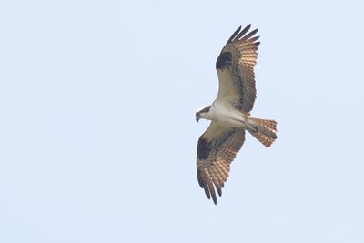 Eagles, Hawks, Osprey, Falcons and Vultures