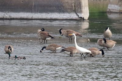 Cranes, Herons, Egrets and Other Shorebirds