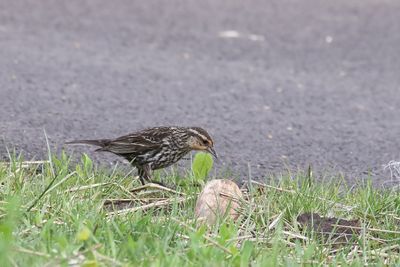 Perching, Song and Other Birds