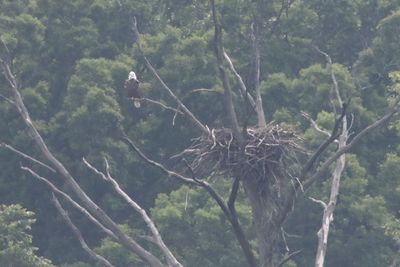 Empty Nest