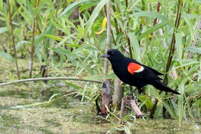 Wetland Blackbird