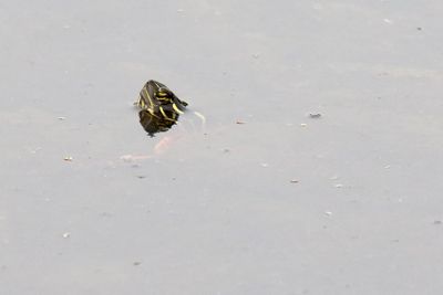 Reptiles and Amphibians