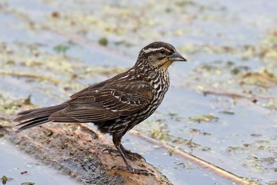 Perching, Song and Other Birds