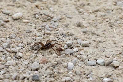 Insects, Worms and Arachnids