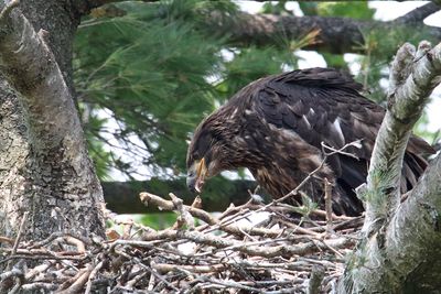Feeding Time