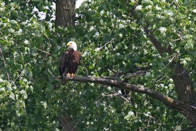 Watchful Eye