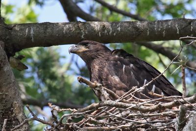 Growing Up Bald Eagle