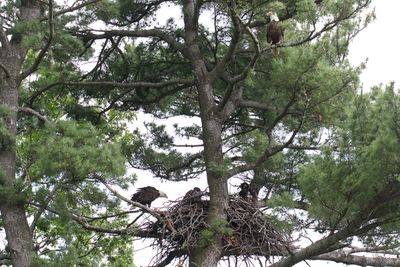 Eagle Family