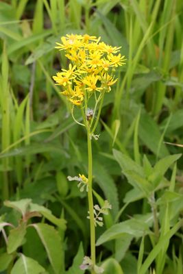 Wet Wildflower