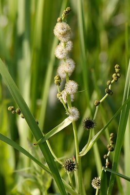 Trees, Shrubs, Seeds, Grasses and Fruits