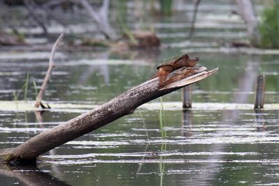 Reptiles and Amphibians