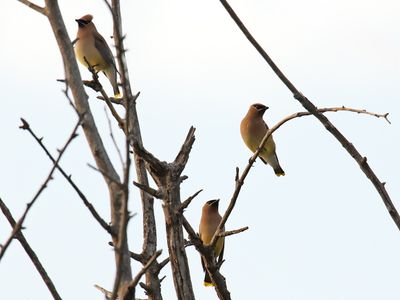 Birds on Branches